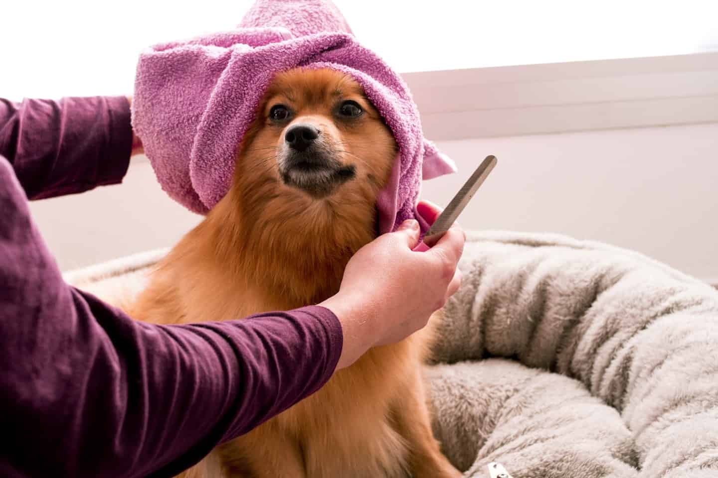 Hundefriseurin beim Scheren eines Hundes im Hundesalon Kleiner Wolf Wien